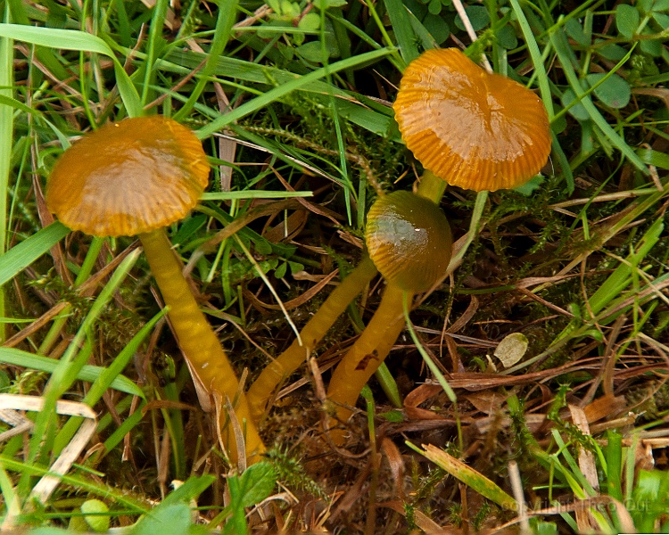 TAOU-20140910_IGP3832-3-fs-papagaaizwam.jpg
