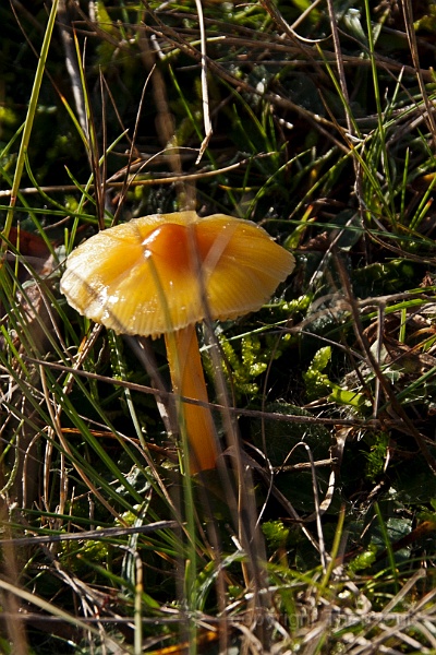 TAOU-20141101_IGP5761-gele-vorm-zwartwordende-wasplaat.jpg