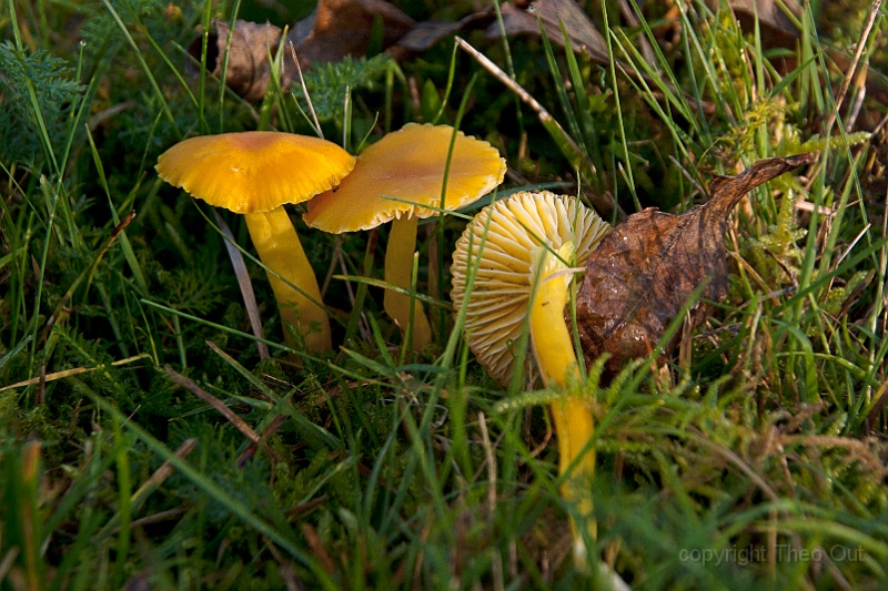 TAOU-20141121_IGP6432.jpg