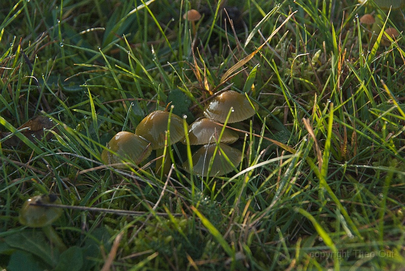 TAOU-20141121_IGP6438-papagaaizwam.jpg