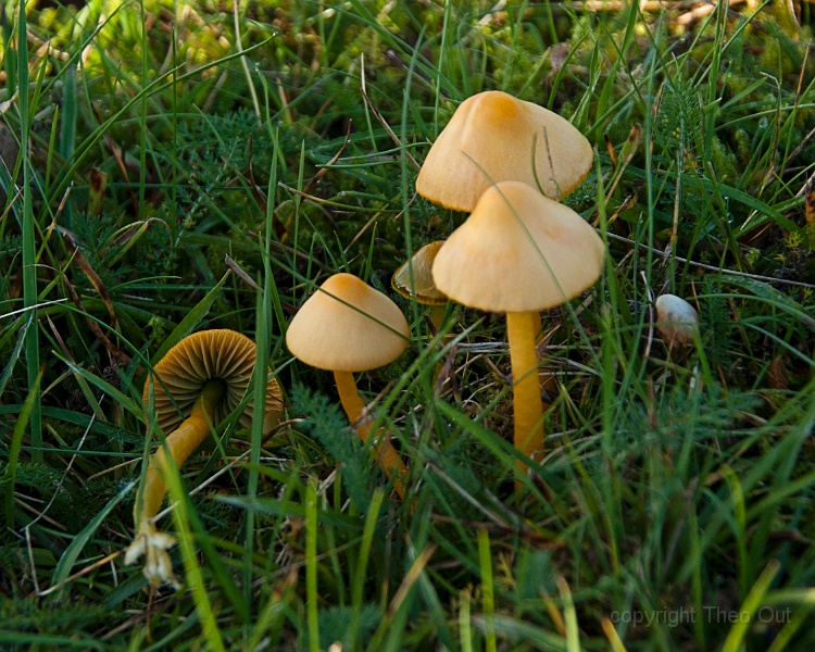 TAOU-20141121_IGP6476-papagaaizwam.jpg