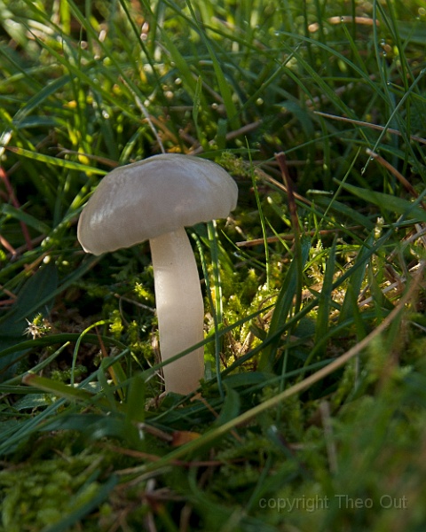 TAOU-20141121_IGP6496-grauwe-wasplaat.jpg