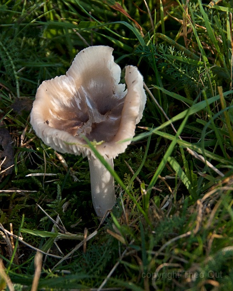 TAOU-20141121_IGP6512-3fs-ridderwasplaat.jpg