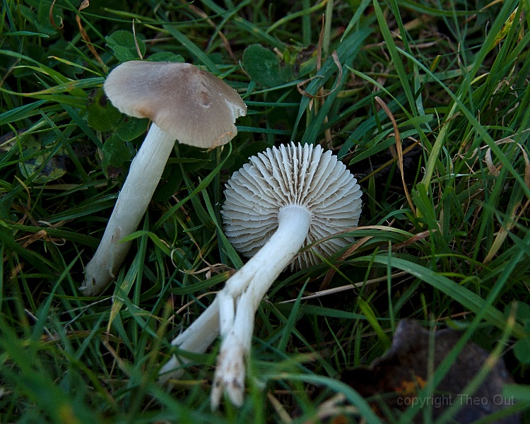 TAOU-20141121_IGP6604-ridderwasplaat.jpg