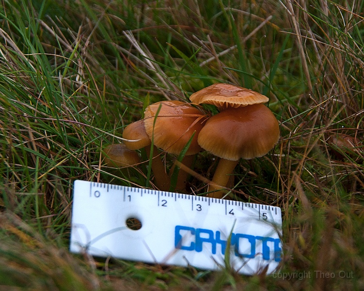 TAOU-20151023_IGP5279-slijmwasplaat.jpg