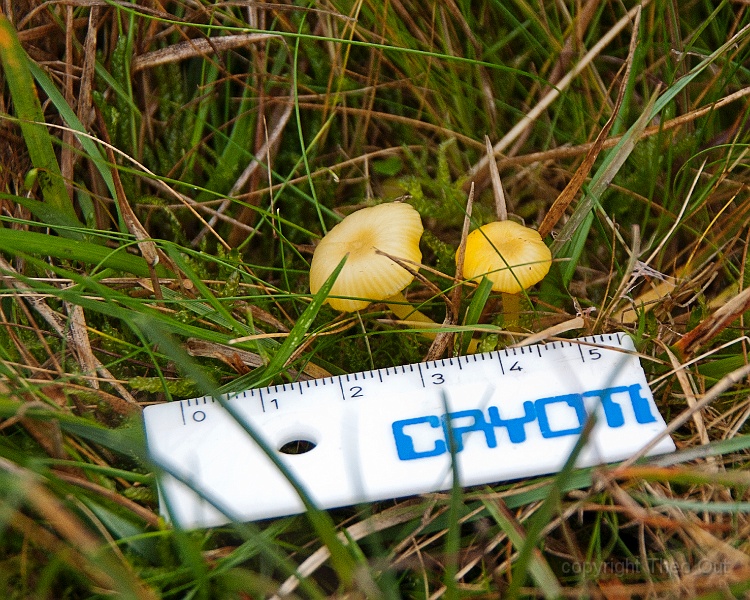 TAOU-20151023_IGP5315-verblekende-wasplaat.jpg