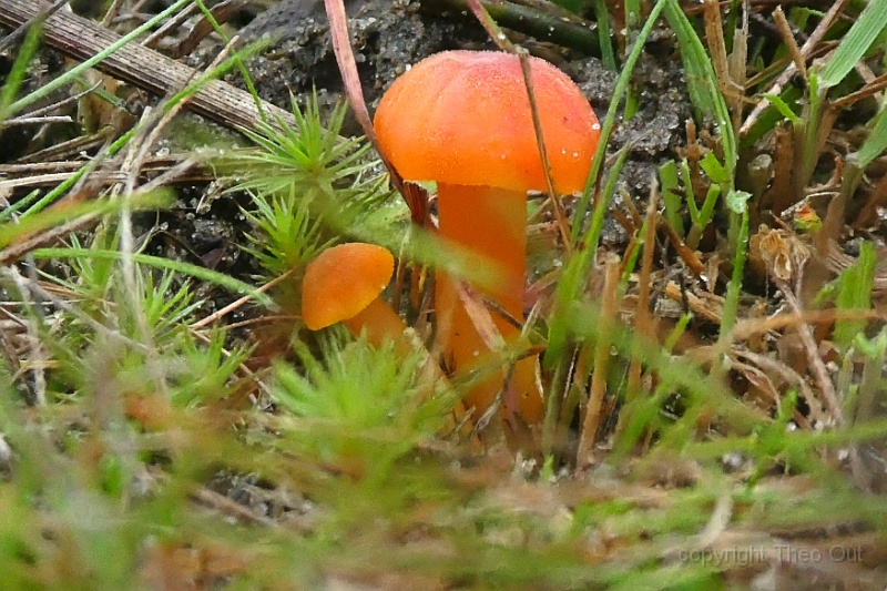 TAOU-20181026_P1020016-fs-vuurzwam.jpg