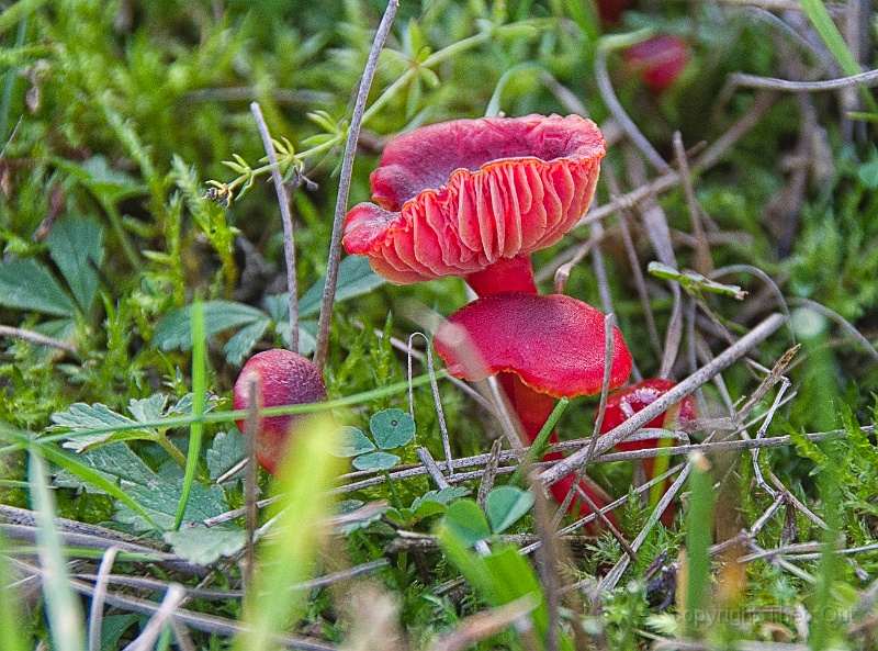 TAOU-20191017_IMG7431-scharlakenwasplaat.jpg