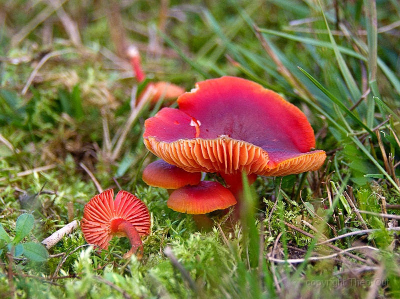 TAOU-20191017_IMG7442-karmozijnwasplaat.jpg