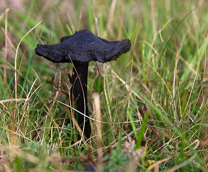 TAOU-20201105_IMG9526-zwartwordende-wasplaat.jpg